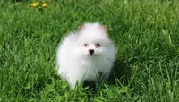 Cora, a female Pomeranian for sale in Millersburg, OH – 9 of 9