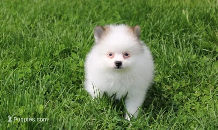 Cora – Pomeranian puppy for sale in Millersburg, OH