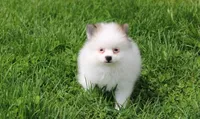 Cora, a female Pomeranian for sale in Millersburg, OH – 1 of 9