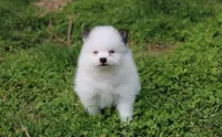 Cosmo , a male Pomeranian for sale in Millersburg, OH – Photo 7 of 8
