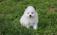 Cosmo , a male Pomeranian for sale in Millersburg, OH – Photo 1 of 8