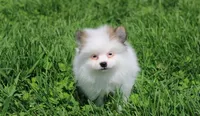 Cora, a female Pomeranian for sale in Millersburg, OH – 8 of 9