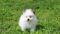 Cora, a female Pomeranian for sale in Millersburg, OH – 7 of 9