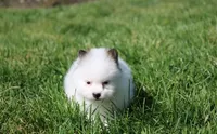 Cosmo , a male Pomeranian for sale in Millersburg, OH – Photo 6 of 8