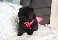 Tiny Tora, a female Pomeranian for sale in Millersburg, OH – Photo 8 of 10