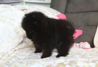 Tiny Tora, a female Pomeranian for sale in Millersburg, OH – Photo 10 of 10