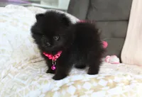 Tiny Tora, a female Pomeranian for sale in Millersburg, OH – Photo 3 of 10
