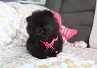 Tiny Tora, a female Pomeranian for sale in Millersburg, OH – Photo 6 of 10