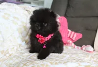 Tiny Tora, a female Pomeranian for sale in Millersburg, OH – Photo 7 of 10