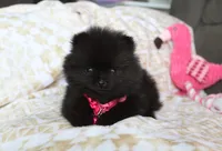 Tiny Tora, a female Pomeranian for sale in Millersburg, OH – Photo 2 of 10