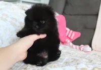 Tiny Tora, a female Pomeranian for sale in Millersburg, OH – Photo 4 of 10