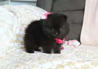 Tiny Tora, a female Pomeranian for sale in Millersburg, OH – Photo 5 of 10