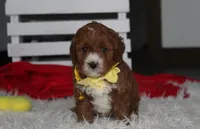 Mateo, a male Cavapoo for sale in Millersburg, OH – 5 of 6