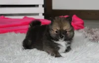 Bailey , a female Pomeranian for sale in Millersburg, OH – 9 of 10
