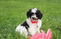 Ryder, a male Yorkipoo for sale in Millersburg, OH – 3 of 10