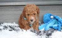 Kirian, a male Bichpoo for sale in Millersburg, OH – 7 of 7