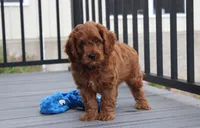 Major , a male Cavapoo for sale in Millersburg, OH – 8 of 9