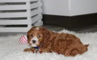 Luka , a male Cavapoo for sale in Millersburg, OH – Photo 4 of 8