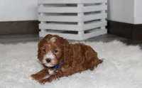 Luka , a male Cavapoo for sale in Millersburg, OH – Photo 8 of 8
