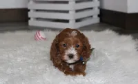 Luka , a male Cavapoo for sale in Millersburg, OH – Photo 3 of 8