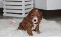 Luka , a male Cavapoo for sale in Millersburg, OH – Photo 2 of 8