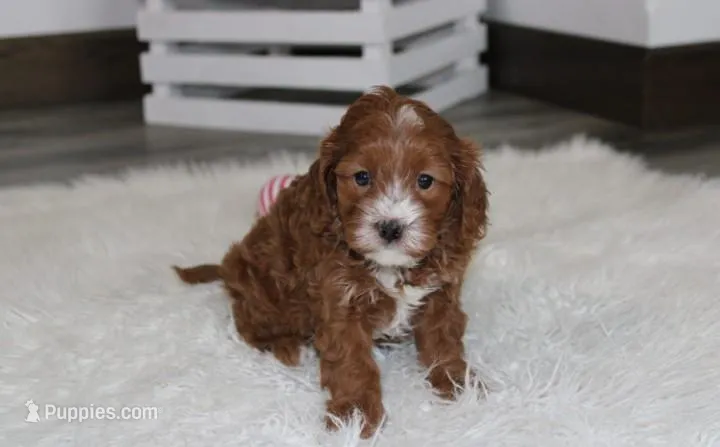 Luka  – Cavapoo puppy on hold in Millersburg, OH