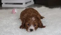 Luka , a male Cavapoo for sale in Millersburg, OH – Photo 7 of 8
