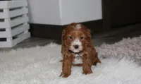 Luka , a male Cavapoo for sale in Millersburg, OH – Photo 5 of 8