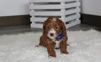 Luka , a male Cavapoo for sale in Millersburg, OH – Photo 6 of 8