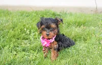 Ella , a female Yorkipoo for sale in Millersburg, OH – 7 of 7