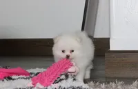Reese, a female Pomeranian for sale in Millersburg, OH – 2 of 10