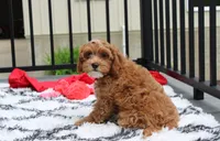 Freddy , a male Cavapoo for sale in Millersburg, OH – 4 of 8