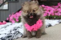 Zoey, a female Pomeranian for sale in Millersburg, OH – 8 of 10