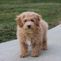Rowan, a male Bichon Frise and Poodle - Toy  for sale in Millersburg, OH – Photo 3 of 5