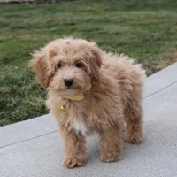 Rowan, a male Bichon Frise and Poodle - Toy  for sale in Millersburg, OH – Photo 2 of 5