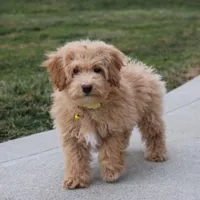 Rowan, a male Bichon Frise and Poodle - Toy  for sale in Millersburg, OH – Photo 5 of 5