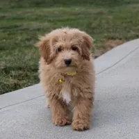 Rowan, a male Bichon Frise and Poodle - Toy  for sale in Millersburg, OH – Photo 1 of 5