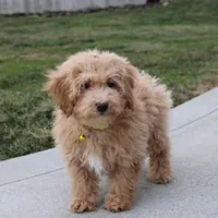 Rowan, a male Bichon Frise and Poodle - Toy  for sale in Millersburg, OH – Photo 4 of 5