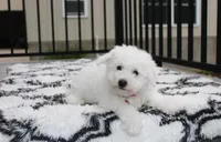 Karter , a male Bichon Frise for sale in Millersburg, OH – 2 of 4
