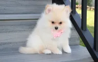 Ruby, a female Pomeranian for sale in Millersburg, OH – 3 of 7