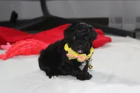 Rocky, a male Yorkipoo for sale in Millersburg, OH – 8 of 10
