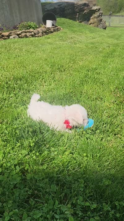 Dylan , a male Bichon Frise for sale in Millersburg, OH – 10 of 10