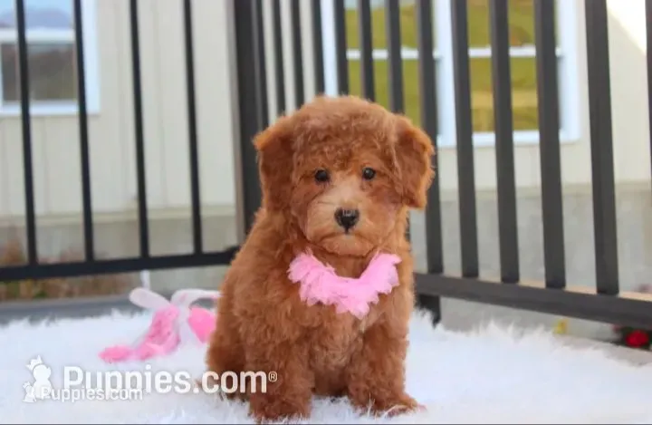 Sunny – Bichpoo puppy for sale in Millersburg, OH