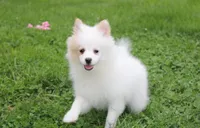 Luna, a female Pomeranian for sale in Millersburg, OH – 3 of 9
