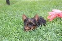 Emmett , a male Yorkipoo for sale in Millersburg, OH – 6 of 10