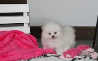 Reese, a female Pomeranian for sale in Millersburg, OH – 3 of 10