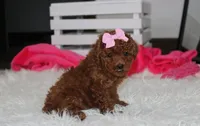Sasha , a female Poodle - Miniature  for sale in Millersburg, OH – 5 of 9