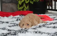 Kelby, a male Bichpoo for sale in Millersburg, OH – 8 of 10