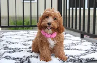Felicity , a female Cavapoo for sale in Millersburg, OH – 3 of 5