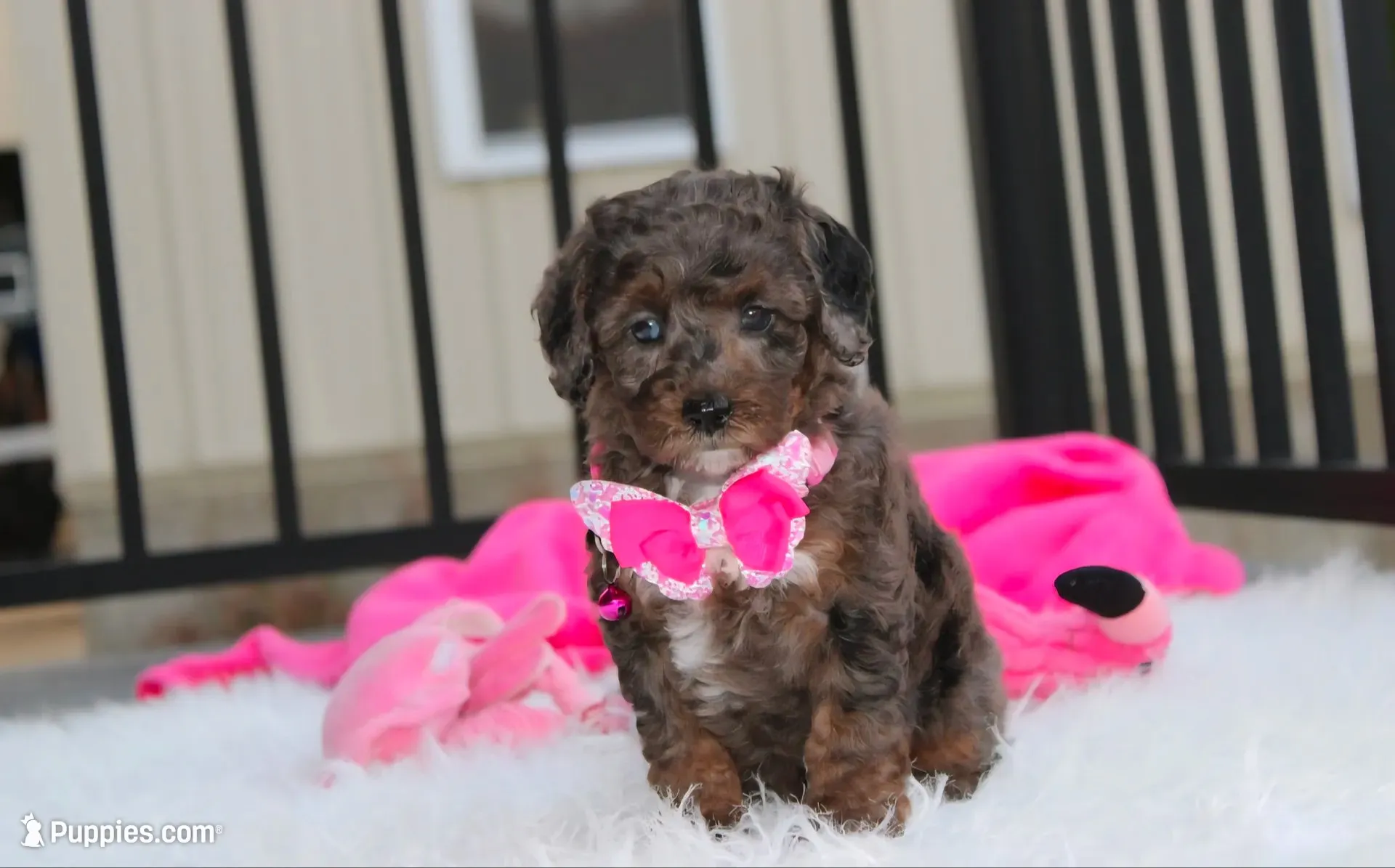 Brinley , a female Poodle - Miniature  for sale in Millersburg, OH – 1 of 7